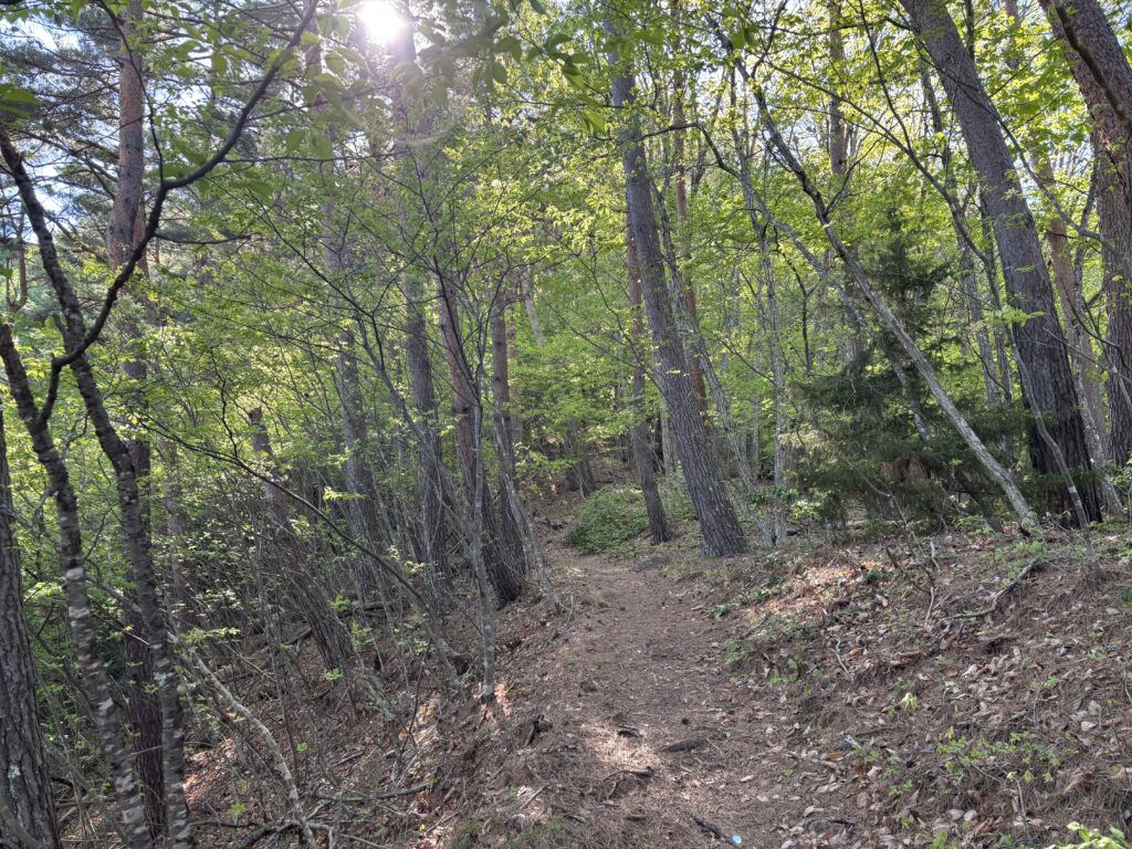 登山道の様子