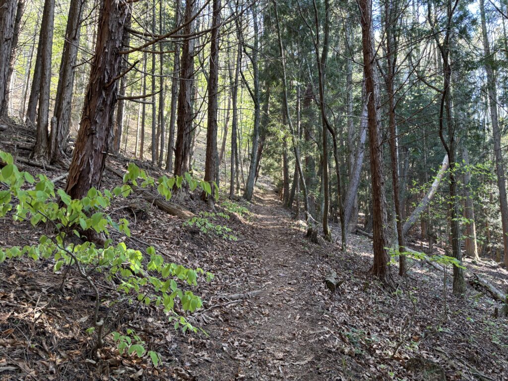 新緑の森の中の登山道